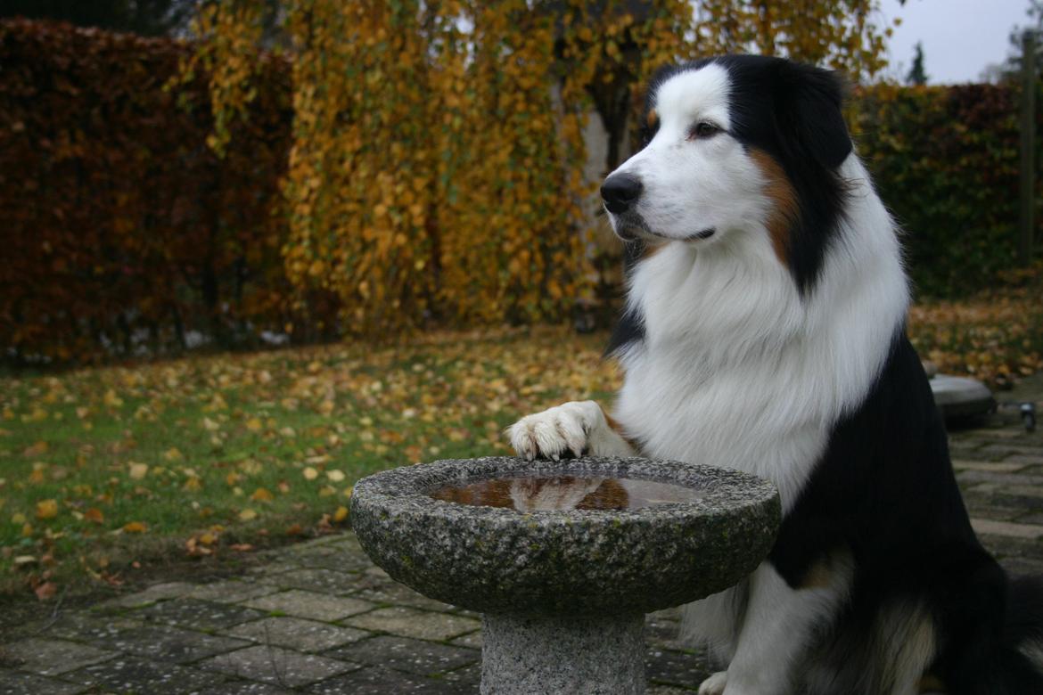 Australian shepherd Godrumgaard's Theo - The king of the world. c: billede 16