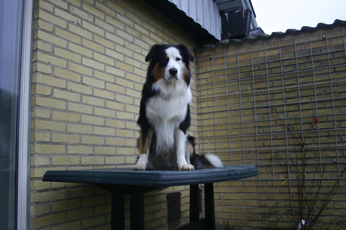 Australian shepherd Godrumgaard's Theo - Hovsa. xD billede 14