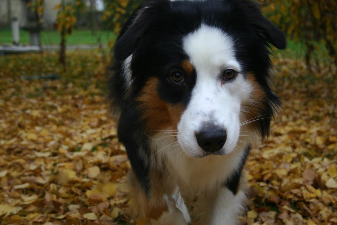Australian shepherd Godrumgaard's Theo billede 9