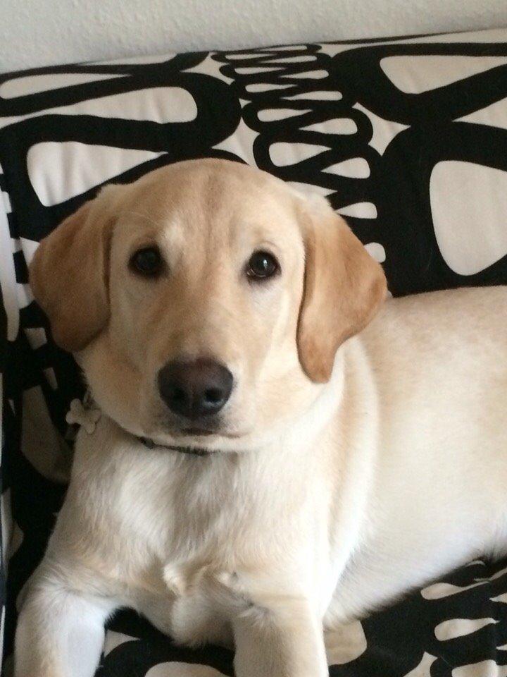 Labrador retriever Victor<3 - dobbelthage🙄 billede 17