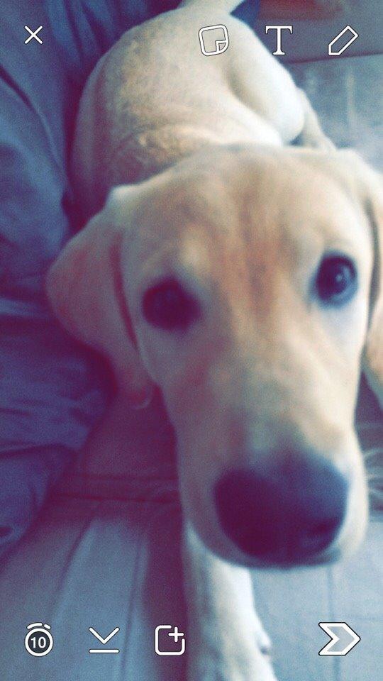 Labrador retriever Victor<3 - endnu et billed🙄 billede 16