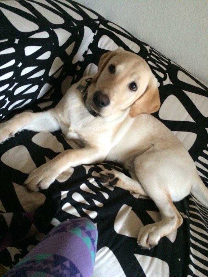 Labrador retriever Victor<3 - mennesker👫 har jeg ret?💚 billede 19