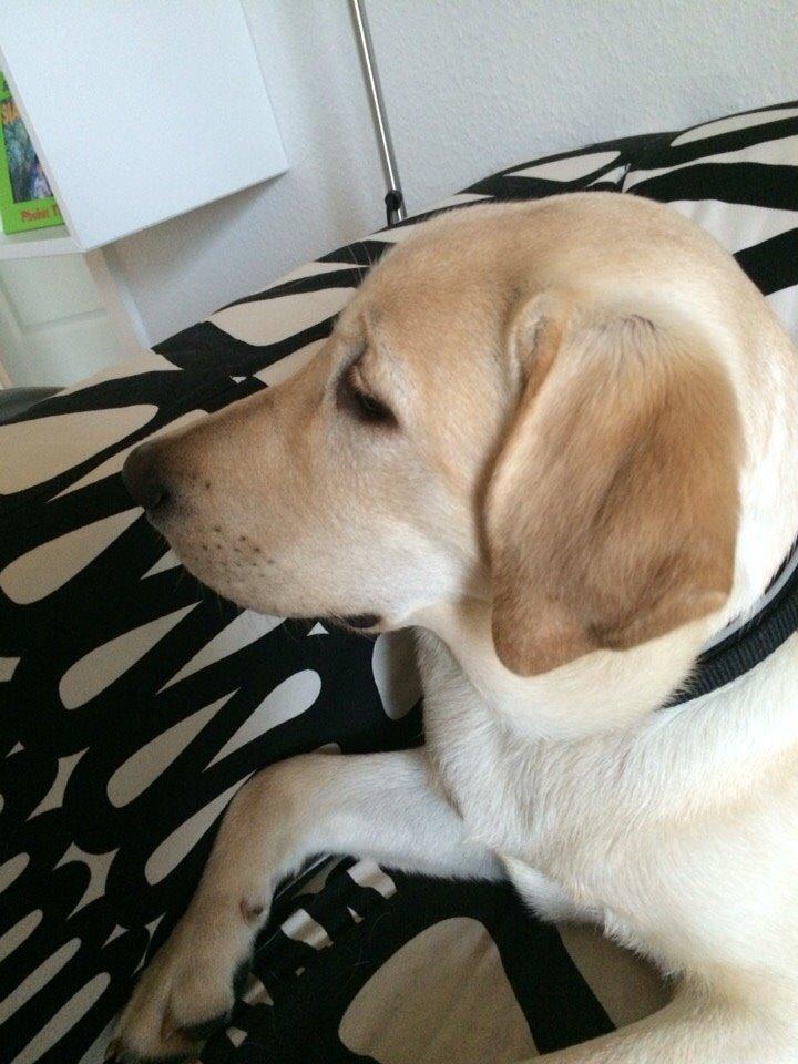 Labrador retriever Victor<3 billede 18