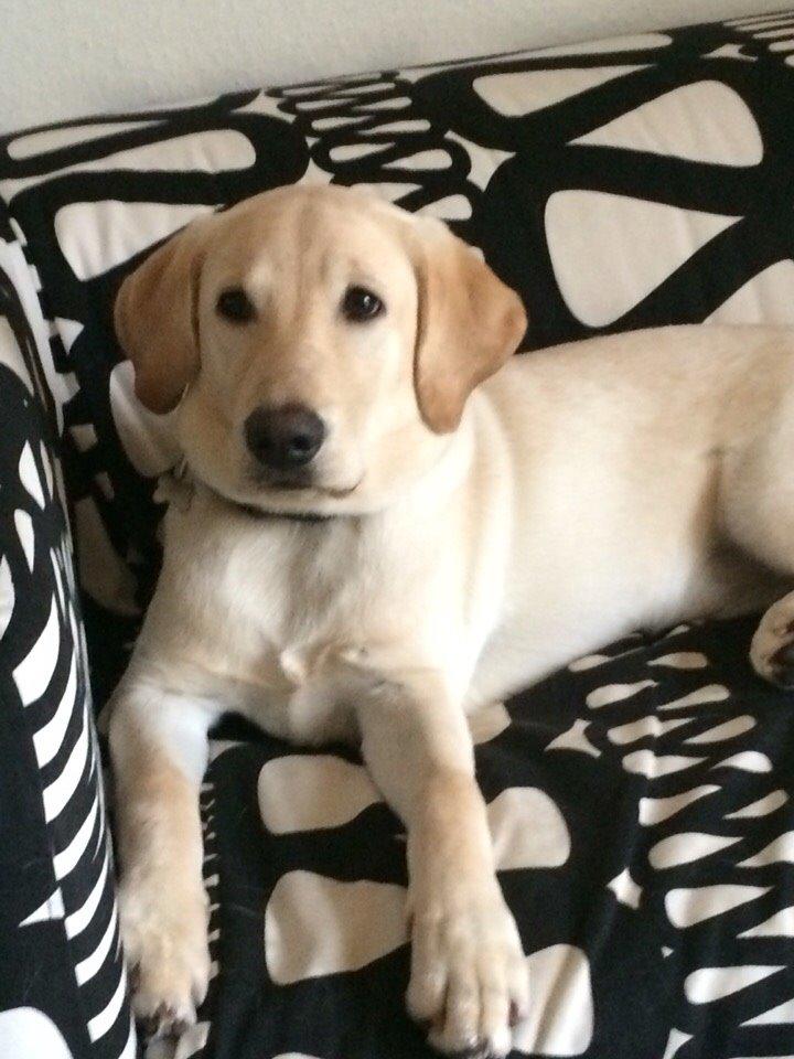 Labrador retriever Victor<3 - ik tag et billed😟 billede 20