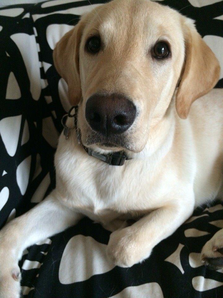 Labrador retriever Victor<3 billede 21