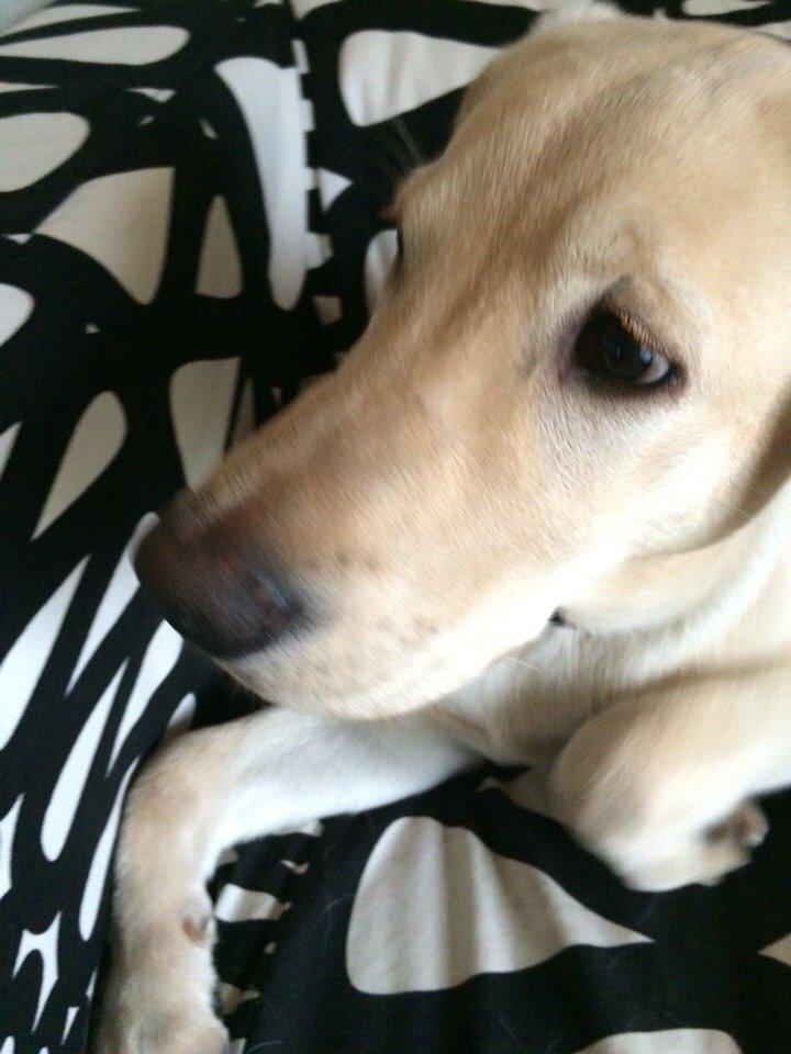 Labrador retriever Victor<3 - hørte du også den lyd🤔 billede 22