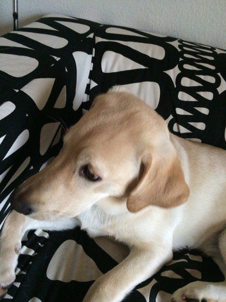 Labrador retriever Victor<3 billede 23