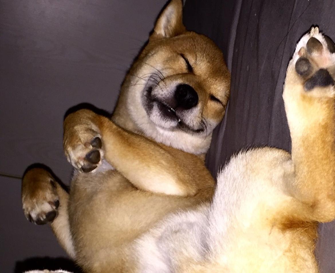 Shiba Kuma billede 8