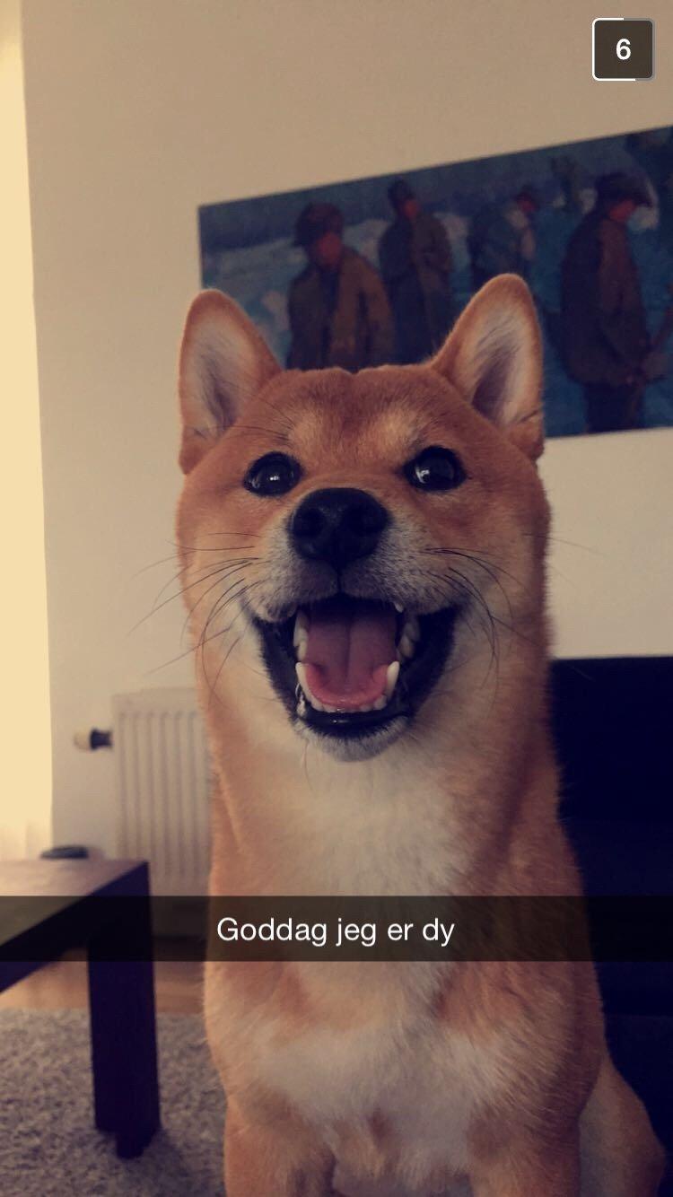 Shiba Kuma billede 9