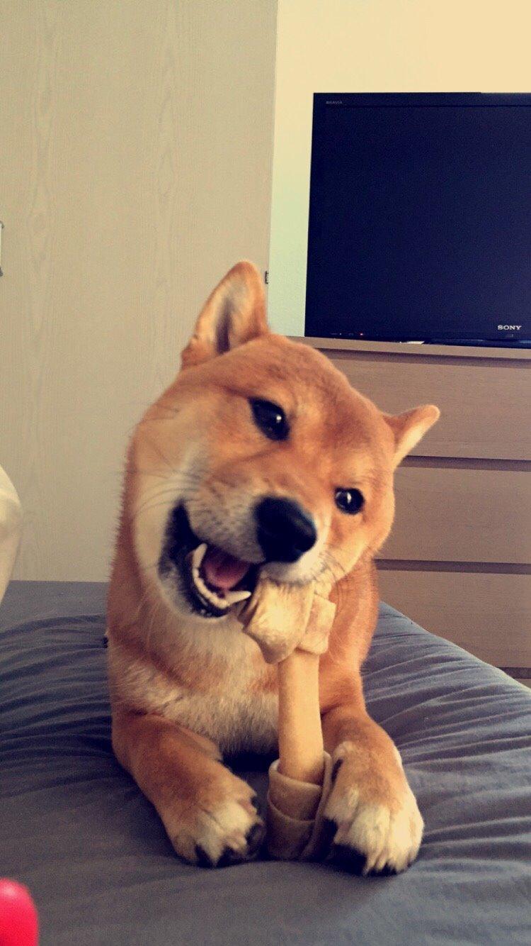 Shiba Kuma billede 10