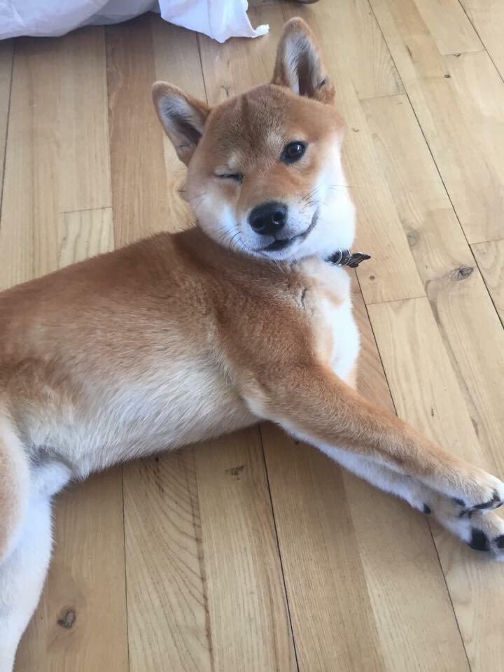 Shiba Kuma billede 11