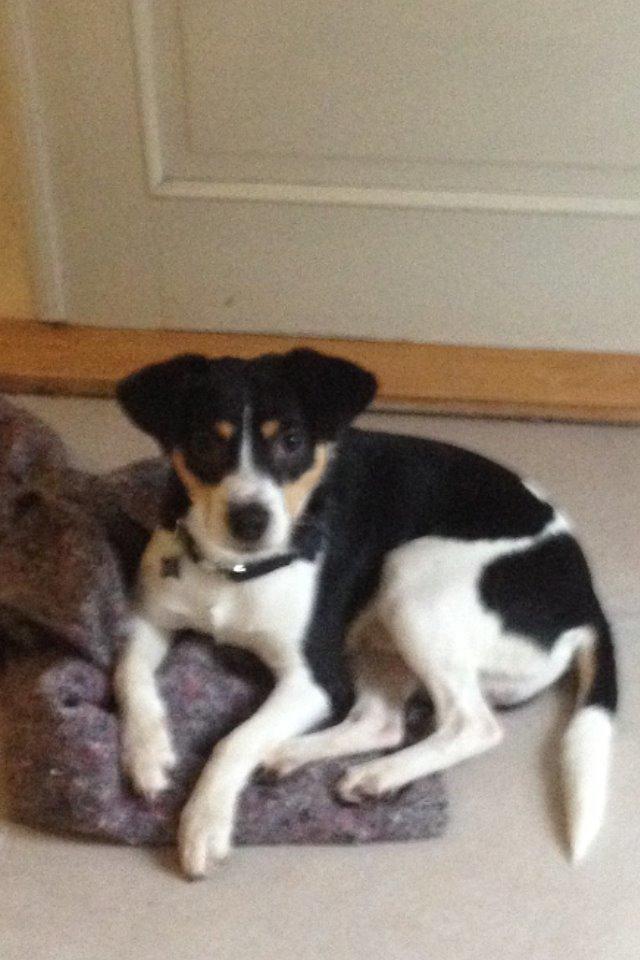 Dansk svensk gaardhund Vaks billede 9