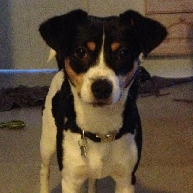 Dansk svensk gaardhund Vaks billede 3