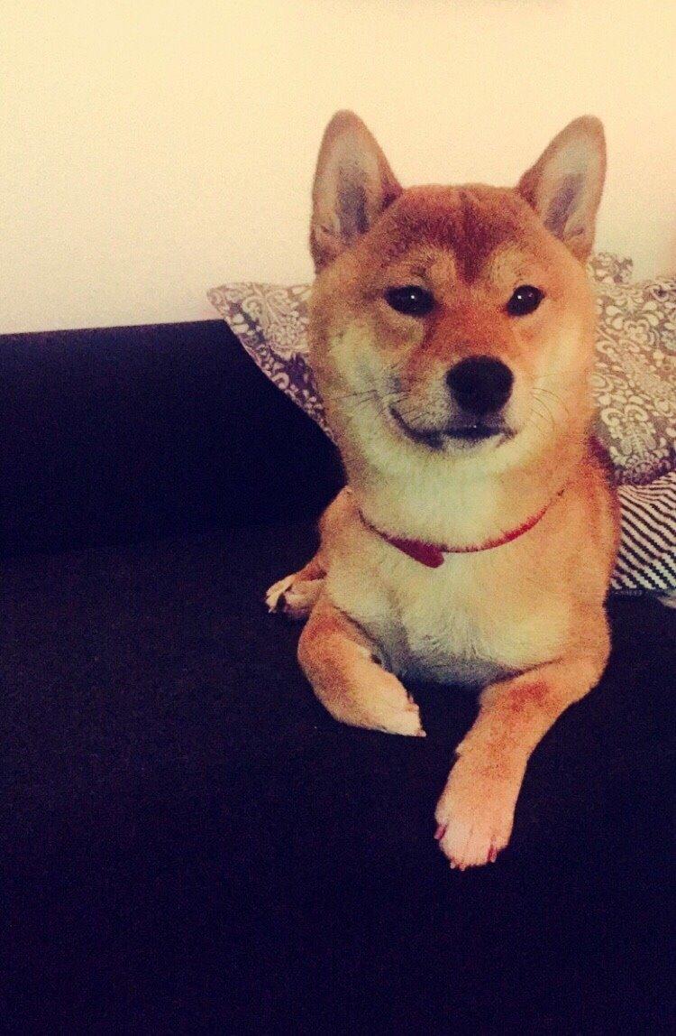 Shiba Kuma billede 1