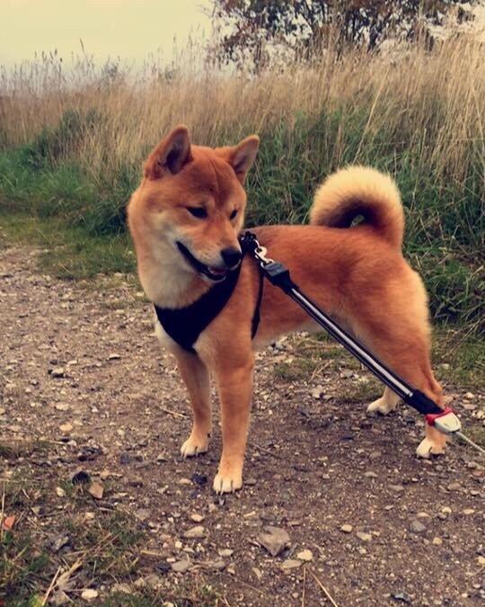 Shiba Kuma billede 2