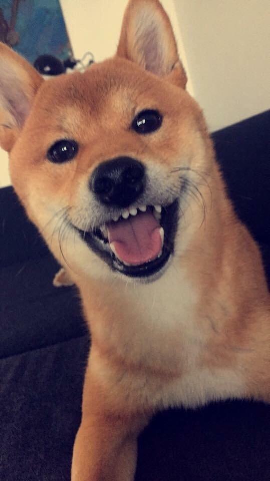 Shiba Kuma billede 3