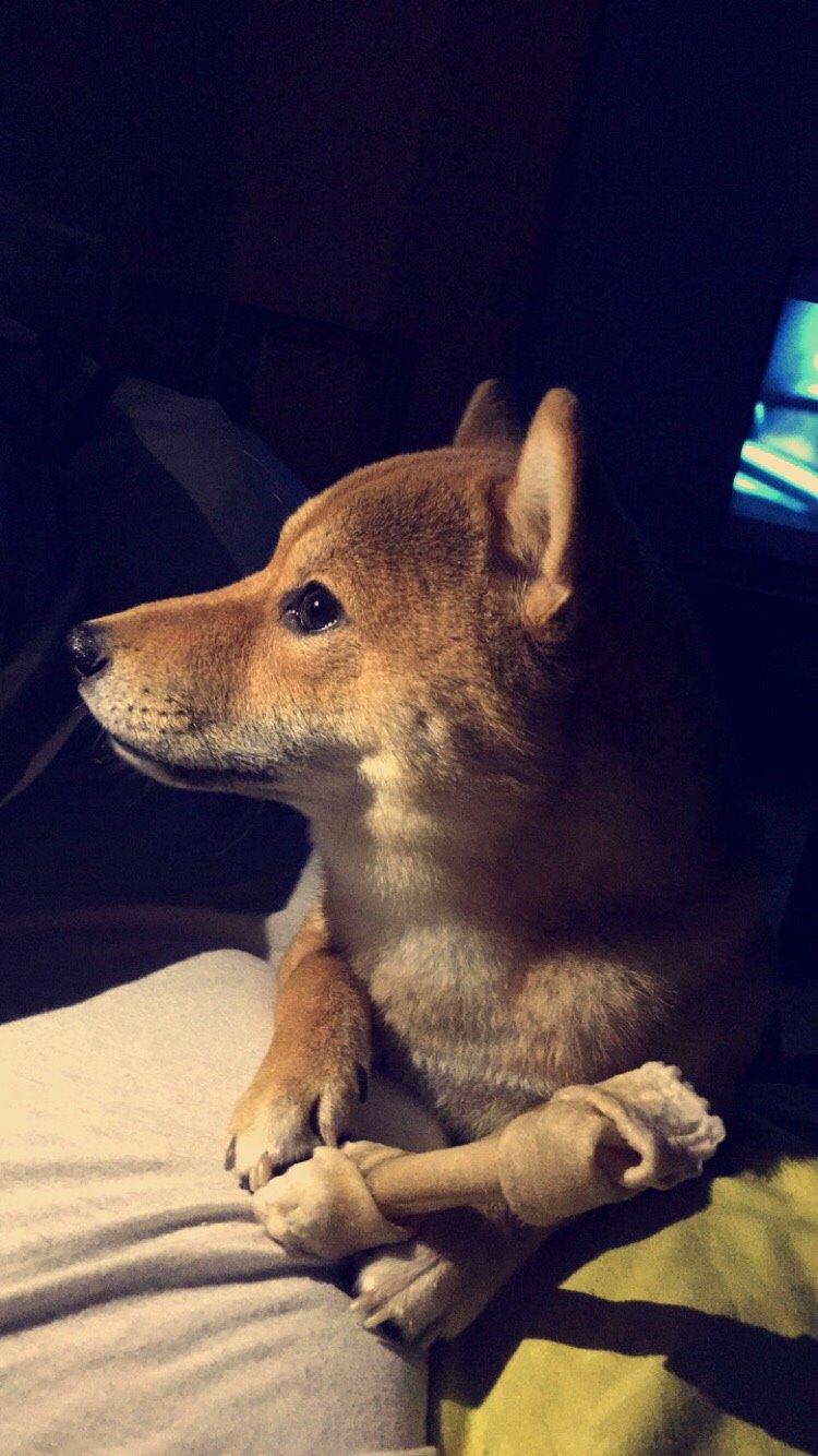 Shiba Kuma billede 4