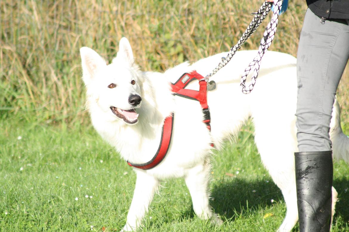 Hvid Schweizisk Hyrdehund Nica ( opdrætter navn Grammy) billede 29