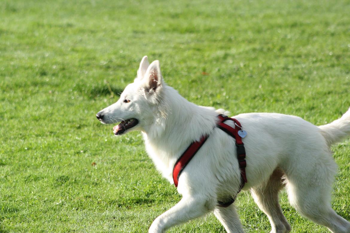 Hvid Schweizisk Hyrdehund Nica ( opdrætter navn Grammy) billede 30