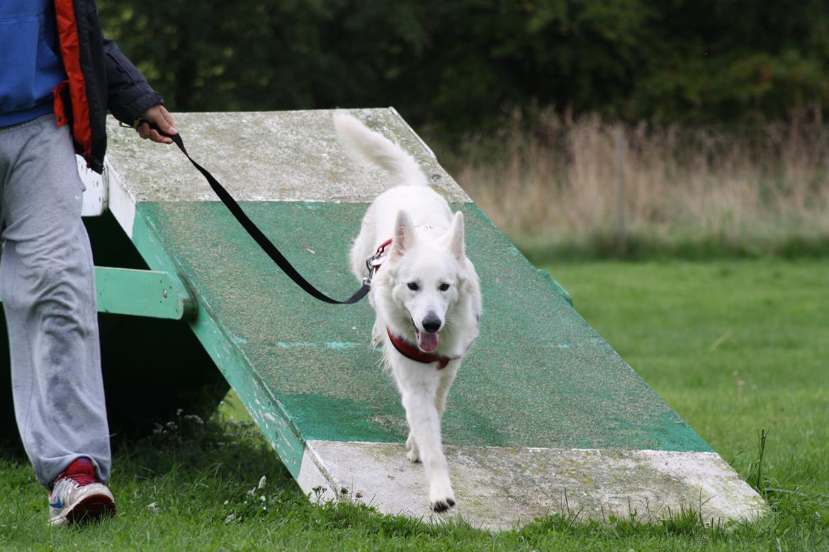 Hvid Schweizisk Hyrdehund Nica ( opdrætter navn Grammy) billede 33