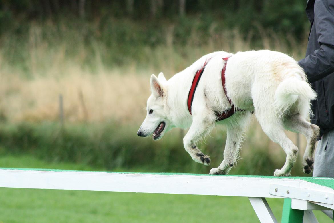 Hvid Schweizisk Hyrdehund Nica ( opdrætter navn Grammy) billede 34
