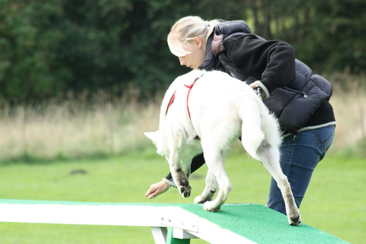 Hvid Schweizisk Hyrdehund Nica ( opdrætter navn Grammy) billede 35