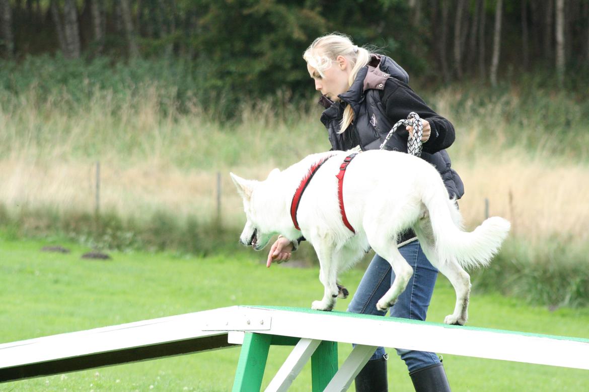 Hvid Schweizisk Hyrdehund Nica ( opdrætter navn Grammy) billede 38