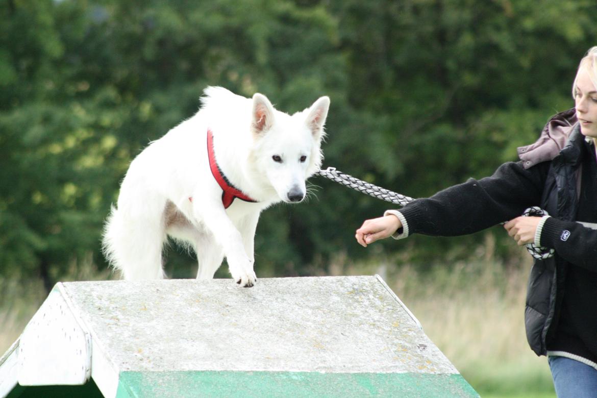 Hvid Schweizisk Hyrdehund Nica ( opdrætter navn Grammy) billede 39