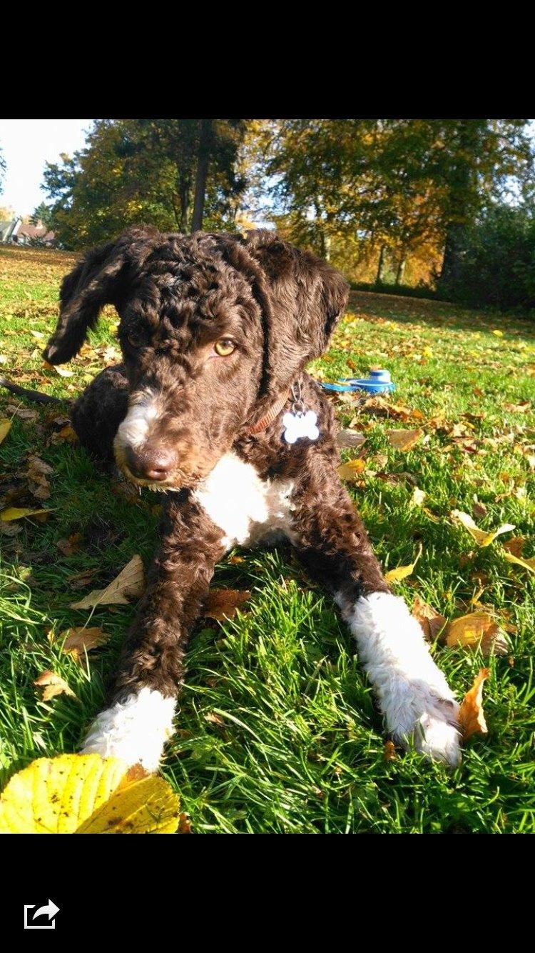 Spansk Vandhund Sancho billede 4