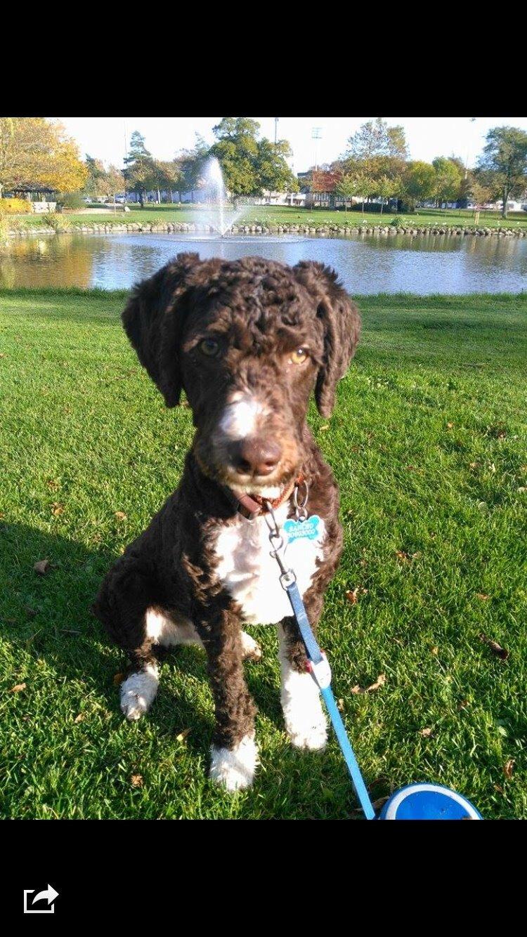 Spansk Vandhund Sancho billede 3