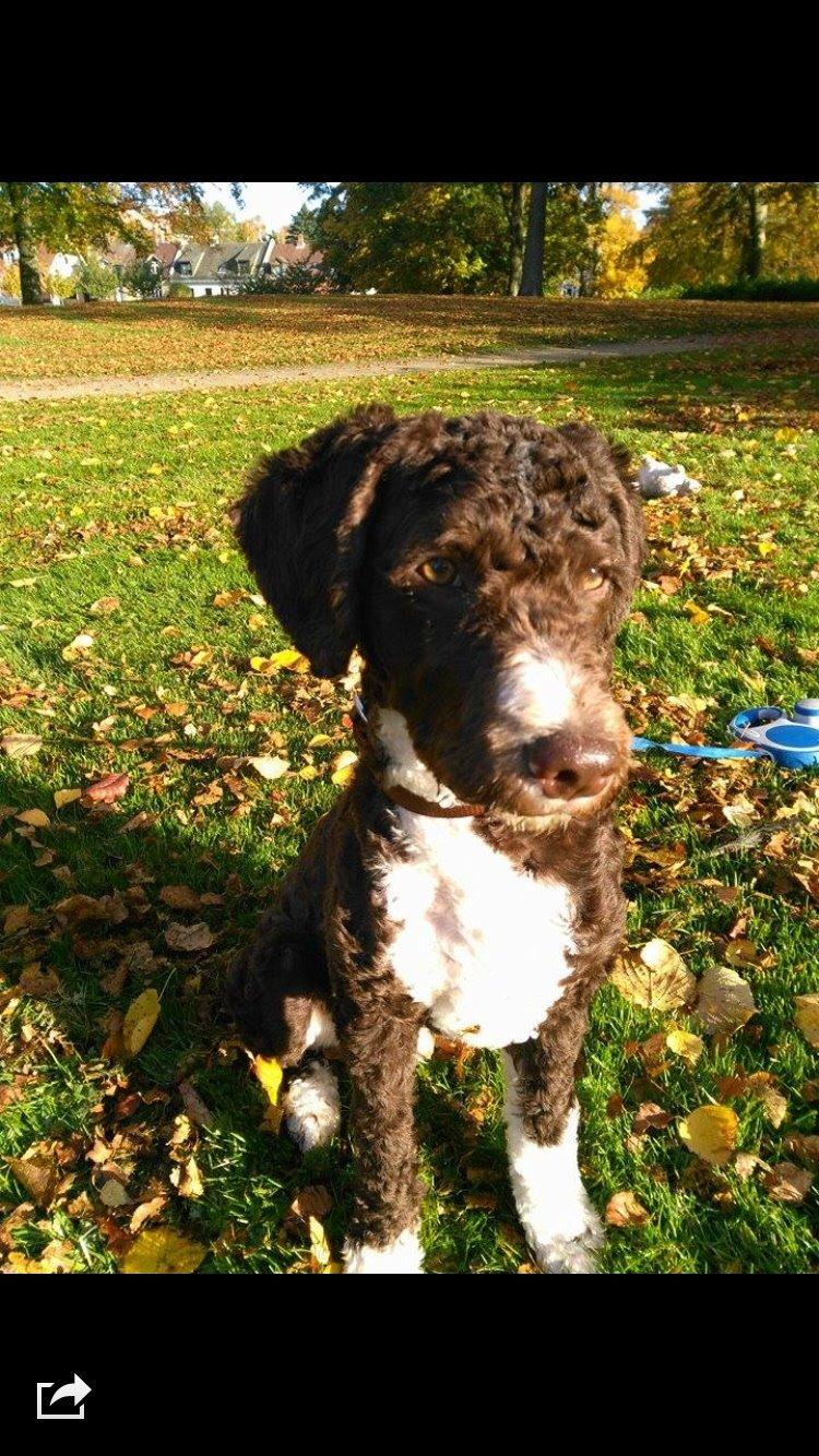 Spansk Vandhund Sancho billede 6