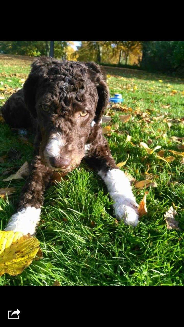 Spansk Vandhund Sancho billede 5