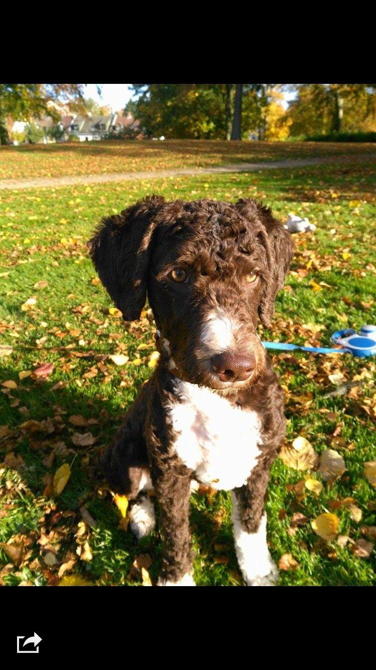 Spansk Vandhund Sancho billede 8