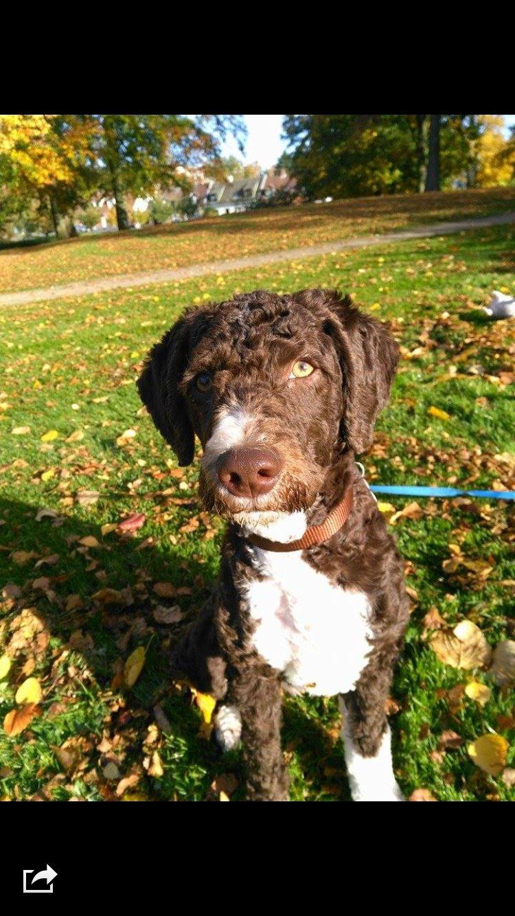 Spansk Vandhund Sancho billede 7