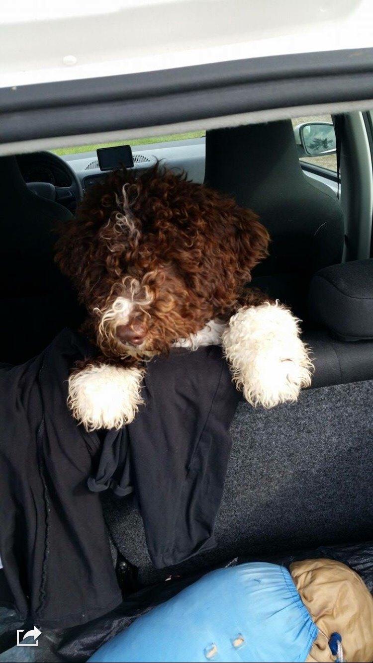 Spansk Vandhund Sancho billede 10