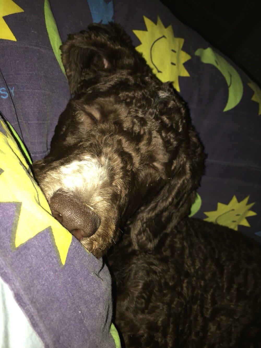 Spansk Vandhund Sancho billede 11