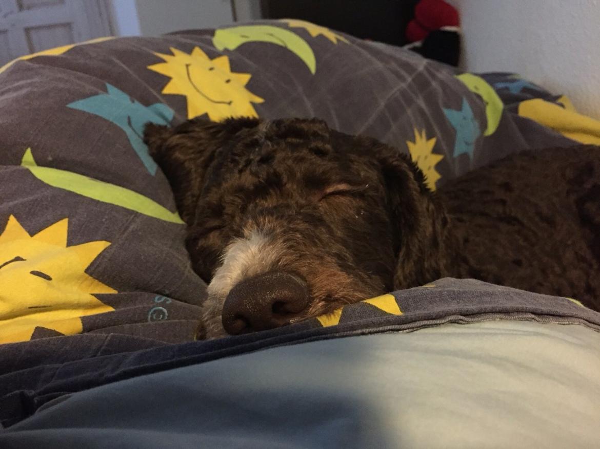 Spansk Vandhund Sancho billede 12