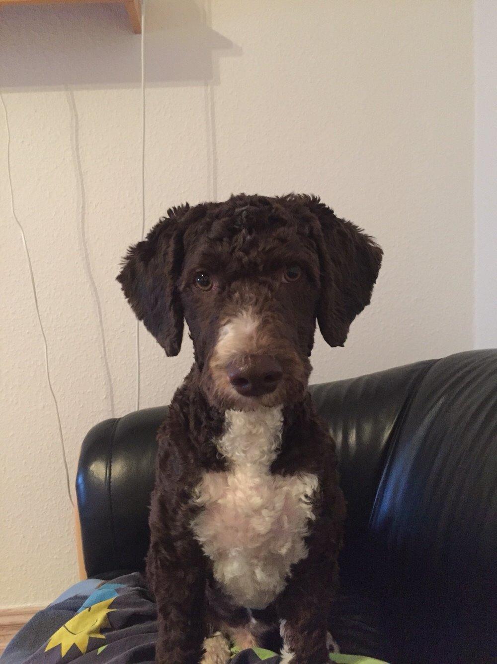 Spansk Vandhund Sancho billede 13