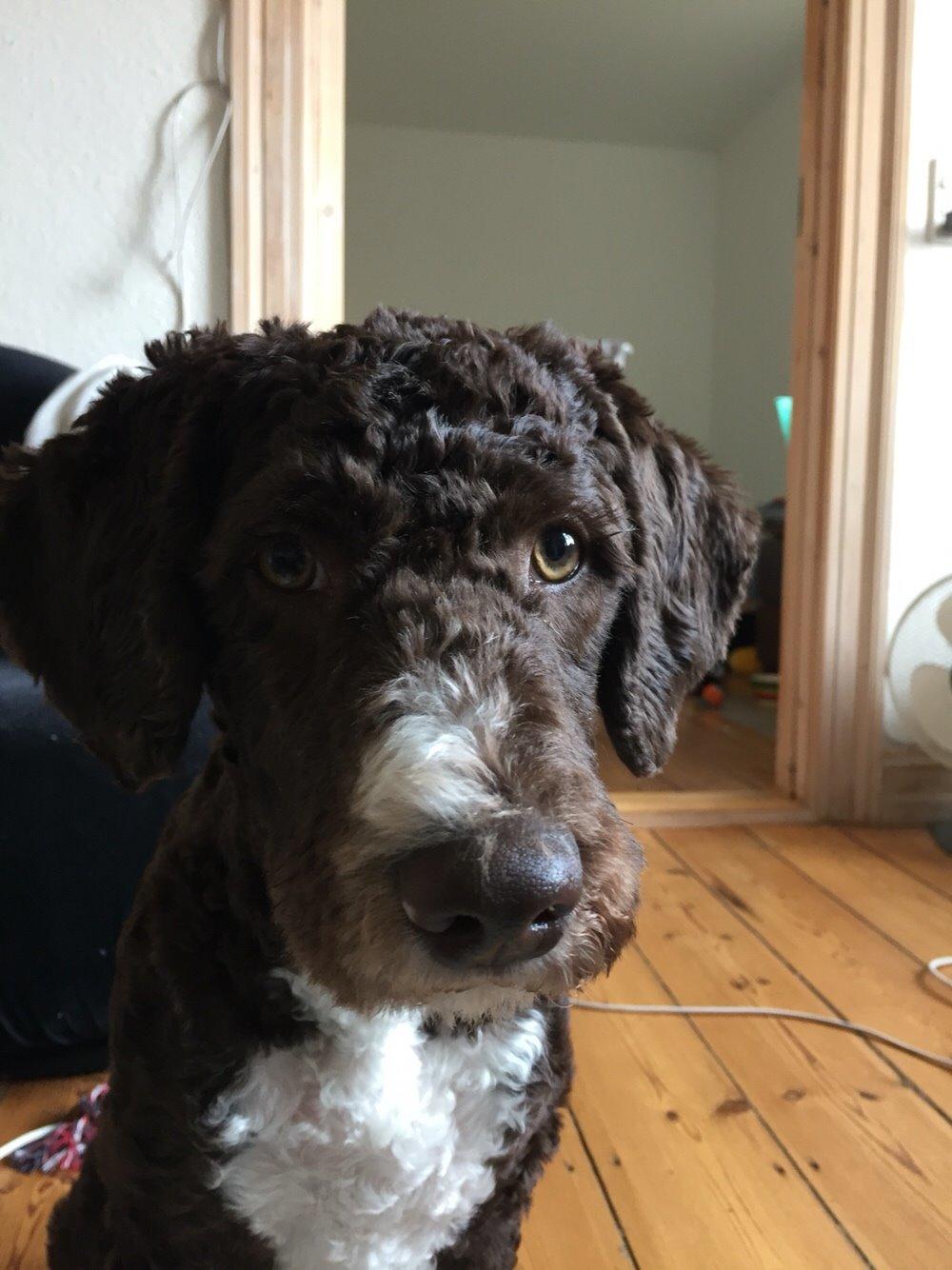 Spansk Vandhund Sancho billede 15