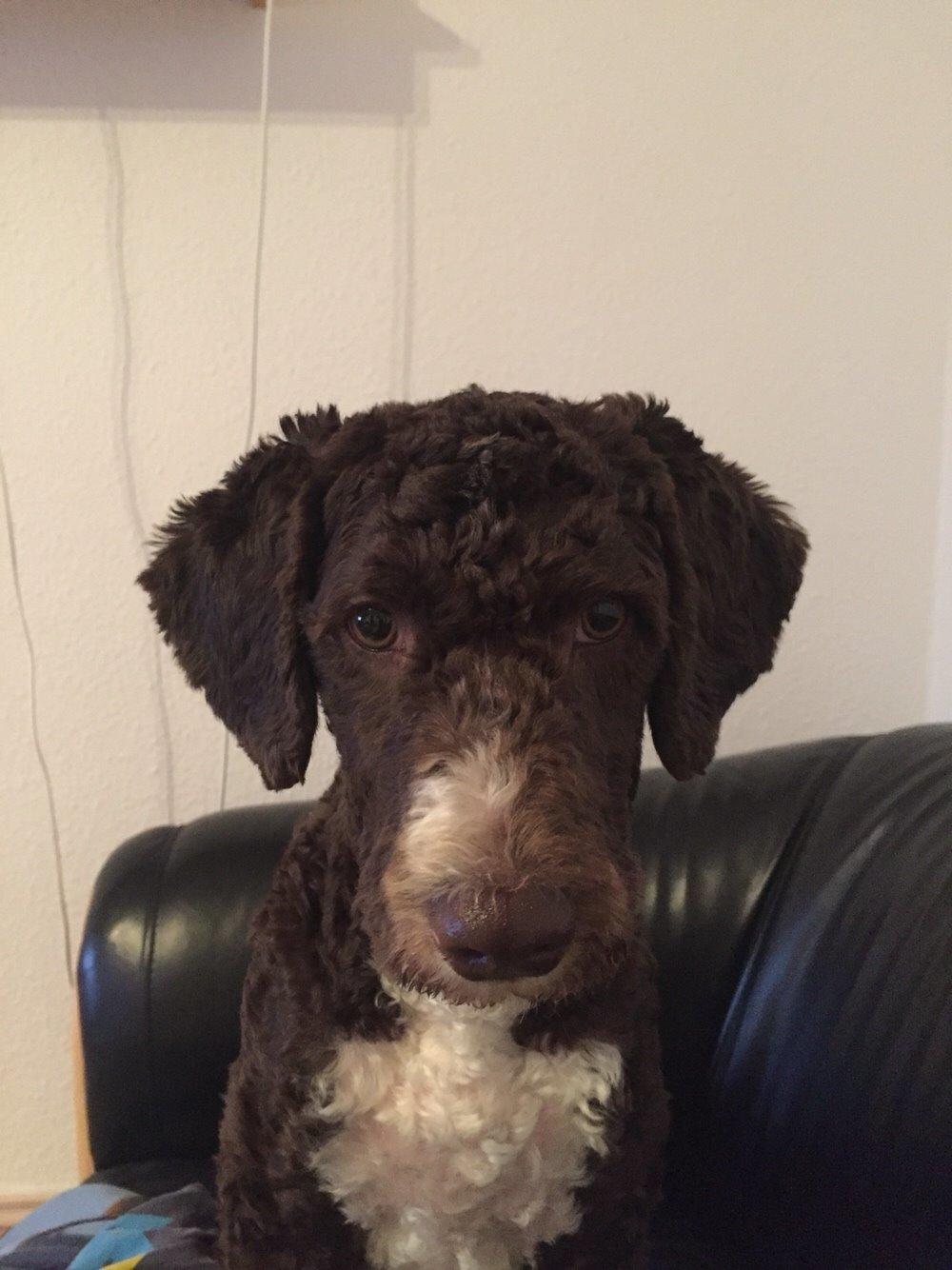 Spansk Vandhund Sancho billede 14