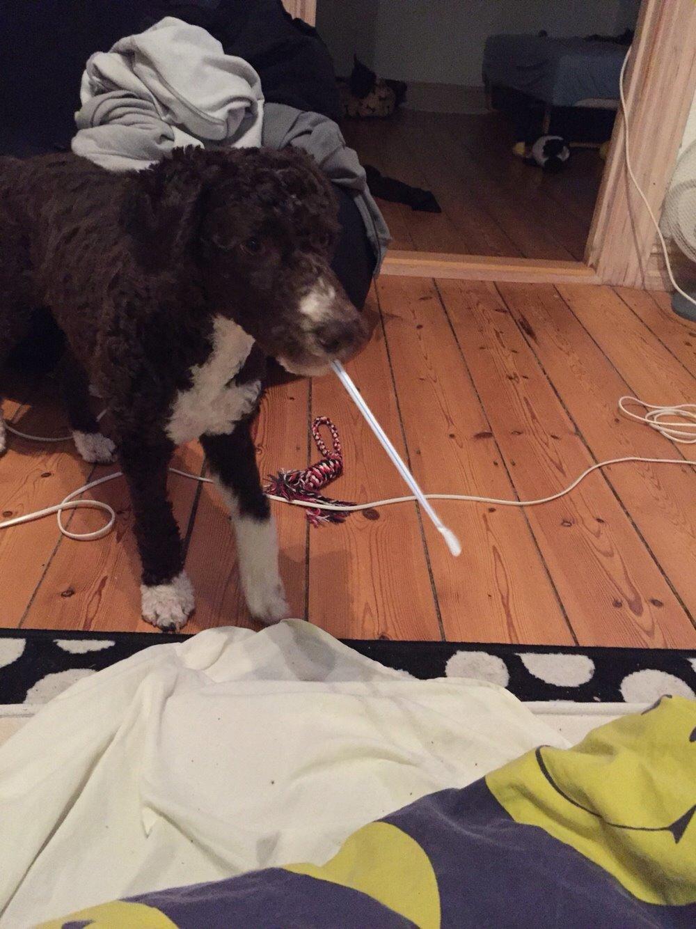 Spansk Vandhund Sancho billede 16