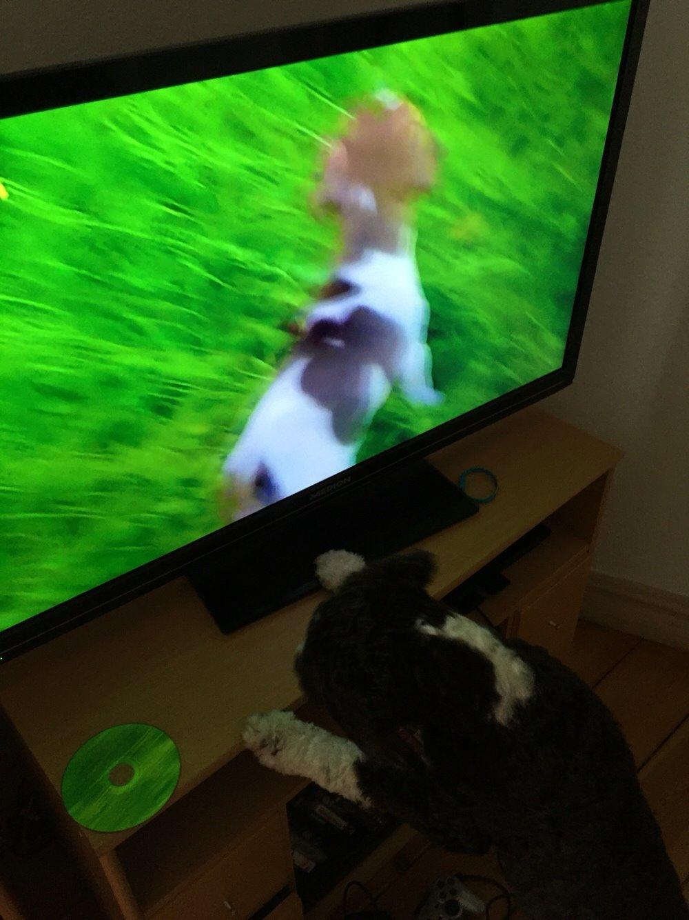 Spansk Vandhund Sancho billede 17