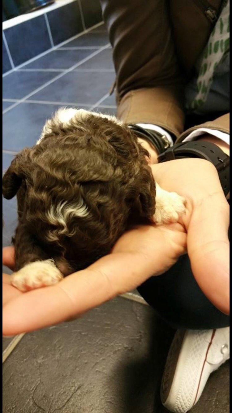 Spansk Vandhund Sancho billede 18