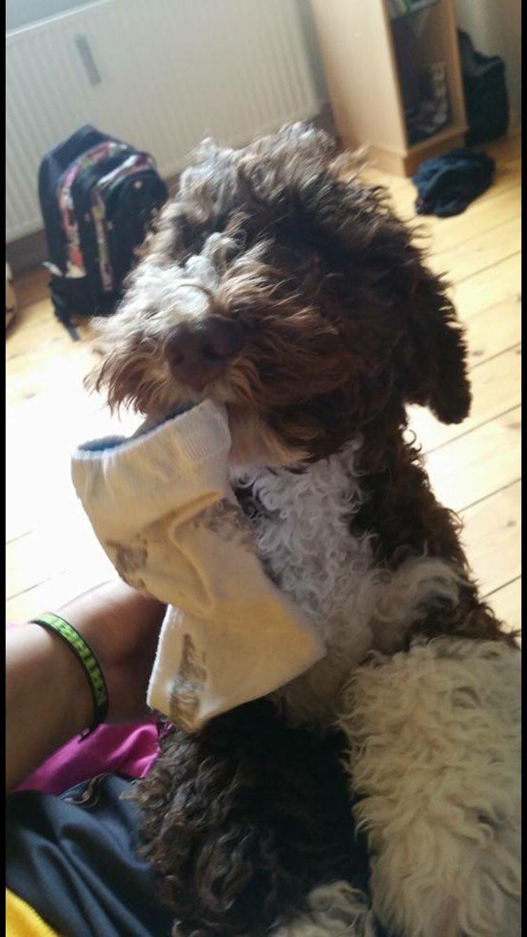 Spansk Vandhund Sancho billede 19