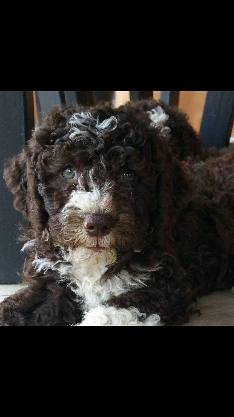 Spansk Vandhund Sancho billede 20