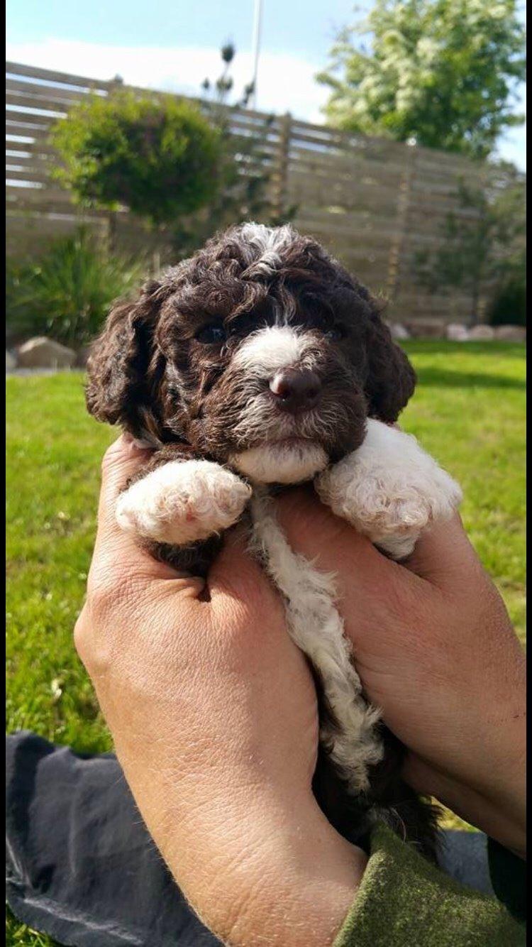 Spansk Vandhund Sancho billede 21