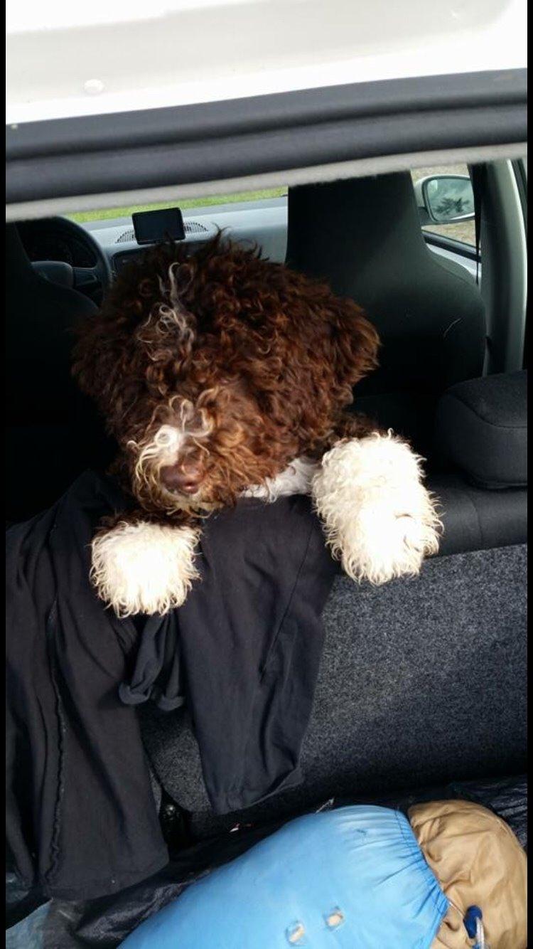 Spansk Vandhund Sancho billede 22