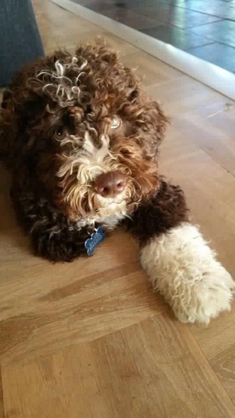 Spansk Vandhund Sancho billede 23