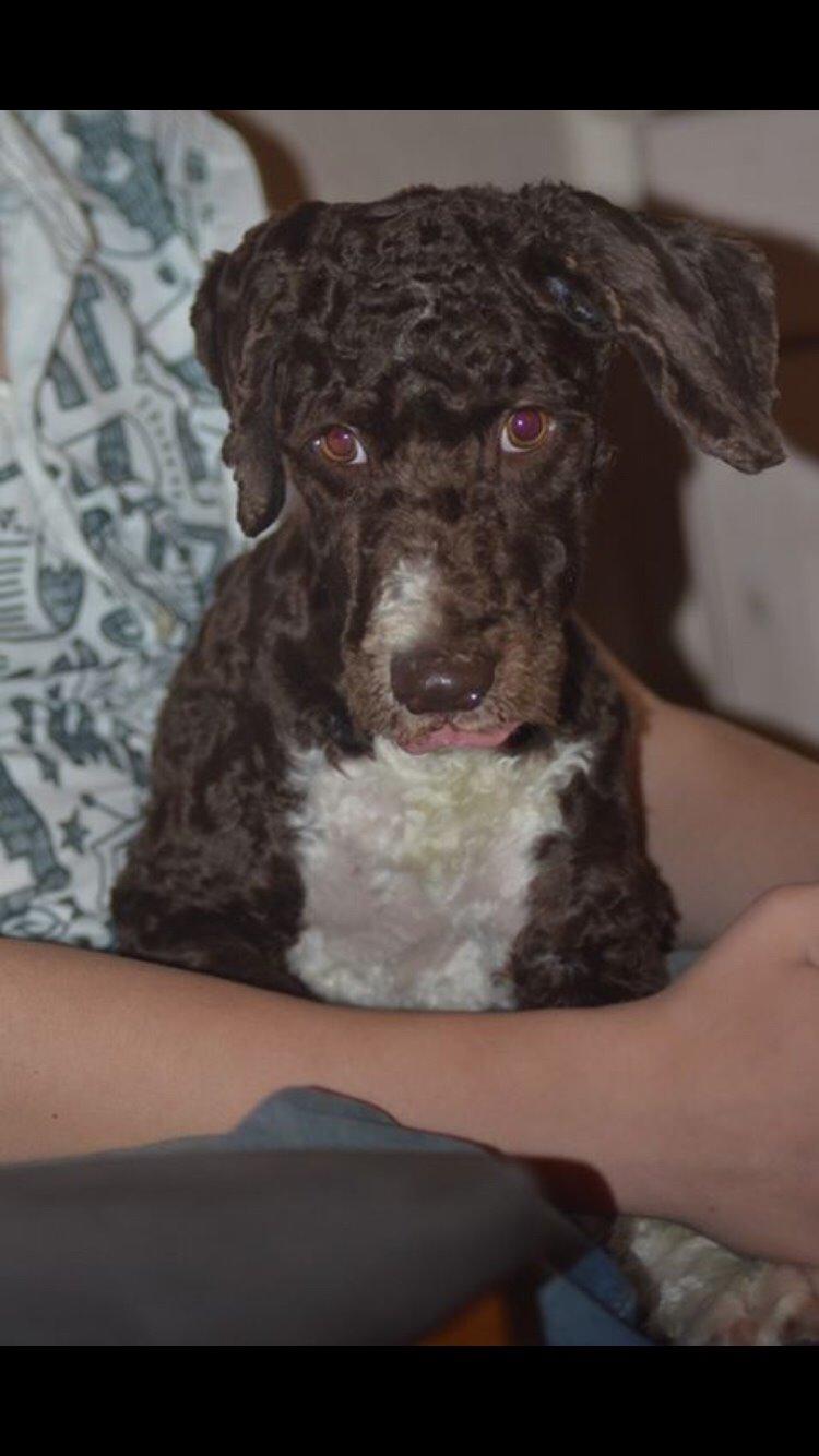 Spansk Vandhund Sancho billede 24