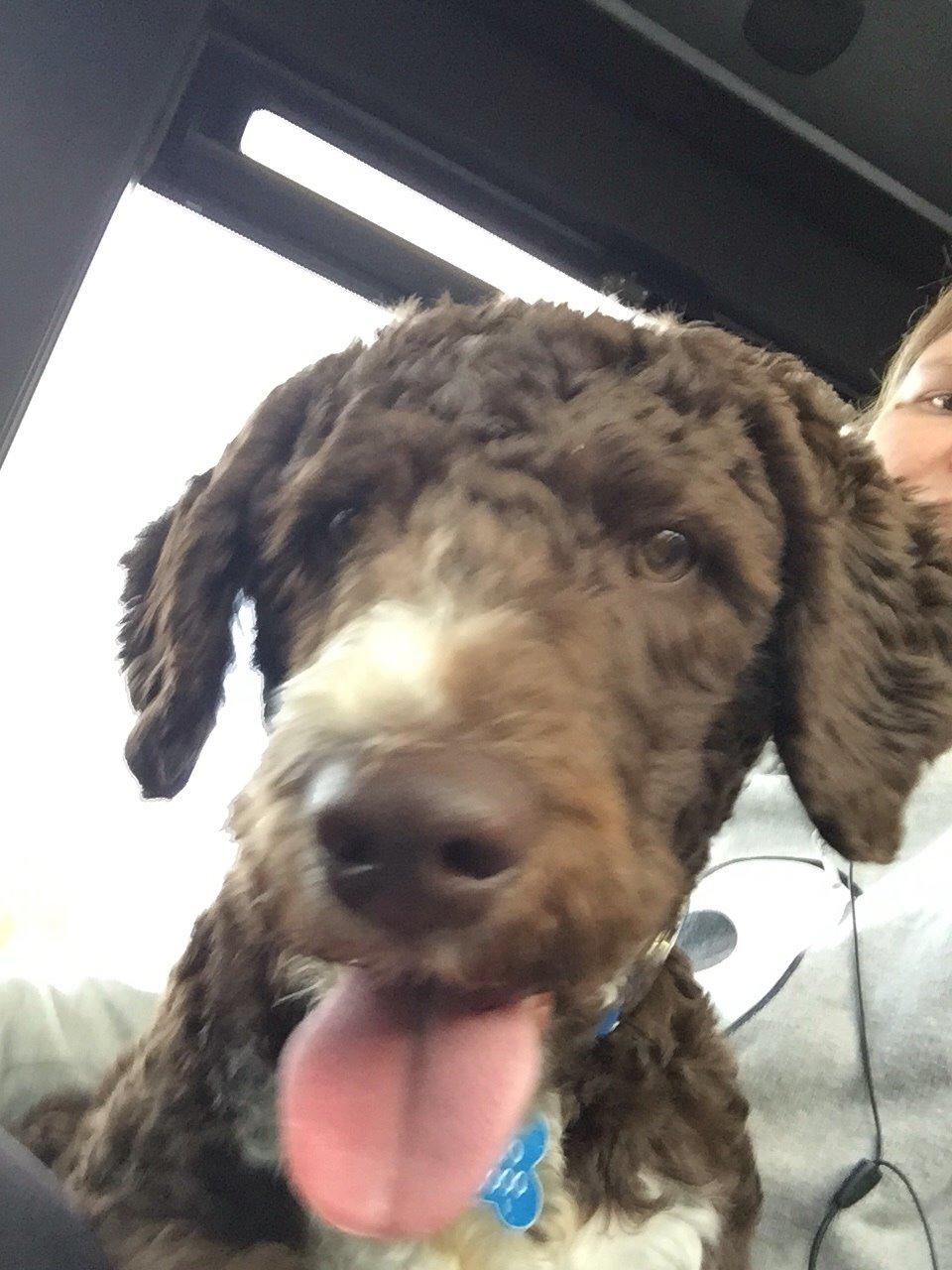 Spansk Vandhund Sancho billede 25